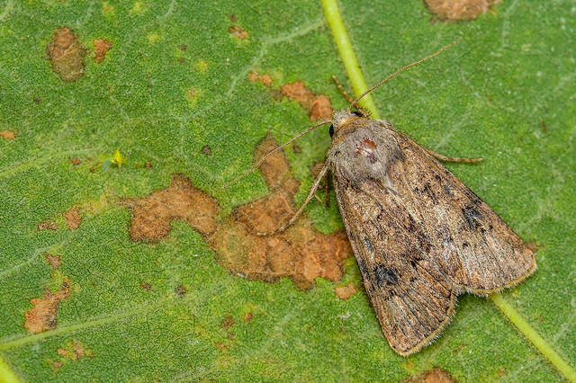 Agrotis bigramma - kétjegyű földibagoly