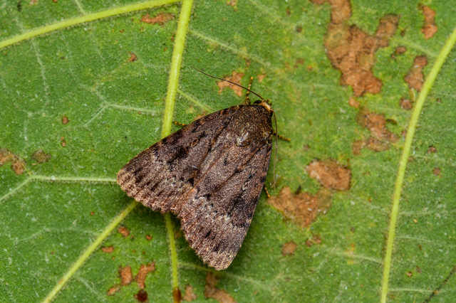 Amphipyra berbera/pyramidea