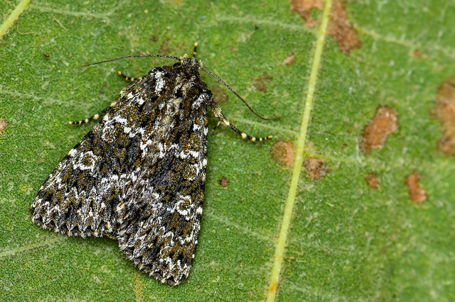 Polymixis polymita - kankalin-tarkabagoly