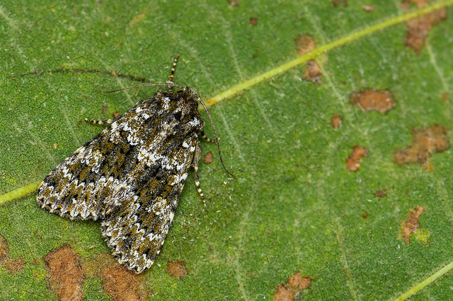 Polymixis polymita - kankalin-tarkabagoly