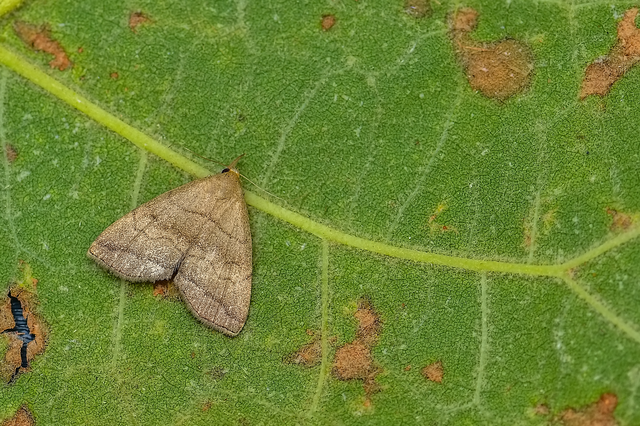 Herminia tarsicrinalis - szőröslábú karcsúbagoly
