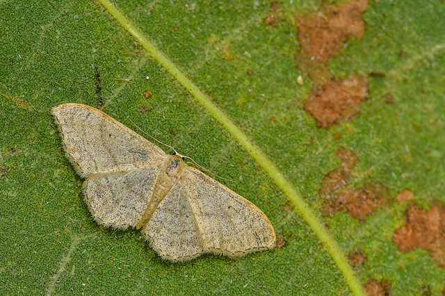 Idaea aversata - nagy sávosaraszoló