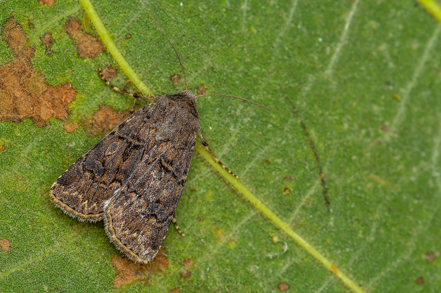 Agrotis bigramma - kétjegyű földibagoly