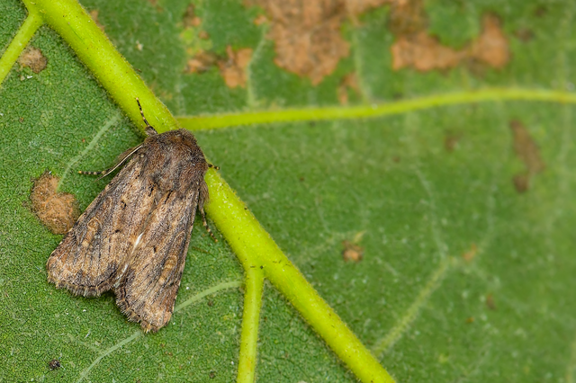 Luperina testacea - barnás szürkebagoly