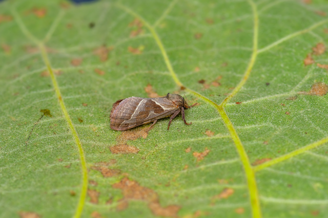 Triodia sylvina - kis gyökérrágólepke
