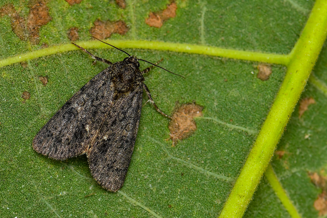 Acronicta rumicis - sóska-szigonyosbagoly