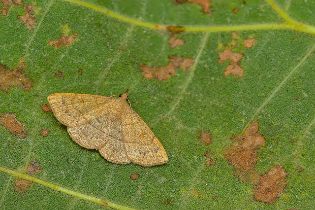 Paracolax tristalis - sárgás karcsúbagoly