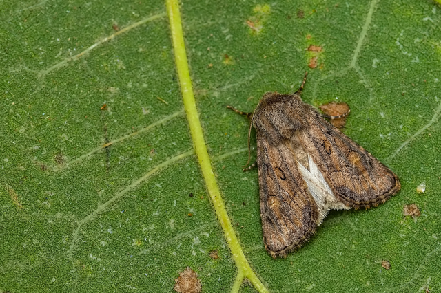 Luperina testacea - barnás szürkebagoly