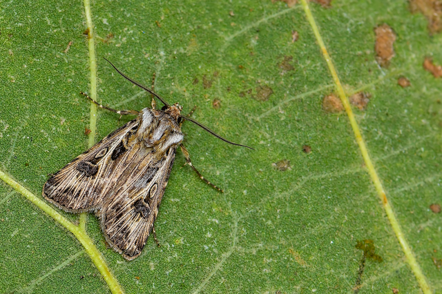 Agrotis vestigialis - őszi földibagoly