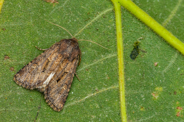 Luperina testacea - barnás szürkebagoly