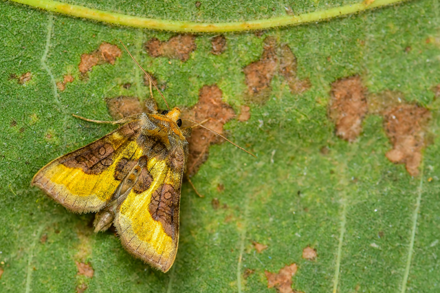 Diachrysia stenochrysis - rejtőző aranybagoly