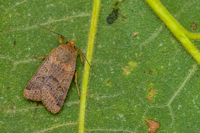 Anchoscelis nitida - rozsdabarna őszibagoly