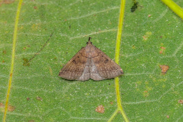 Pechipogo plumigeralis - tollascsápú karcsúbagoly