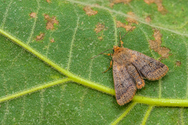 Anchoscelis nitida - rozsdabarna őszibagoly