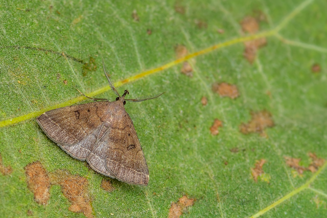 Pechipogo plumigeralis - tollascsápú karcsúbagoly