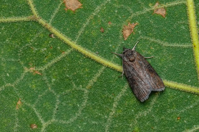 Nycteola