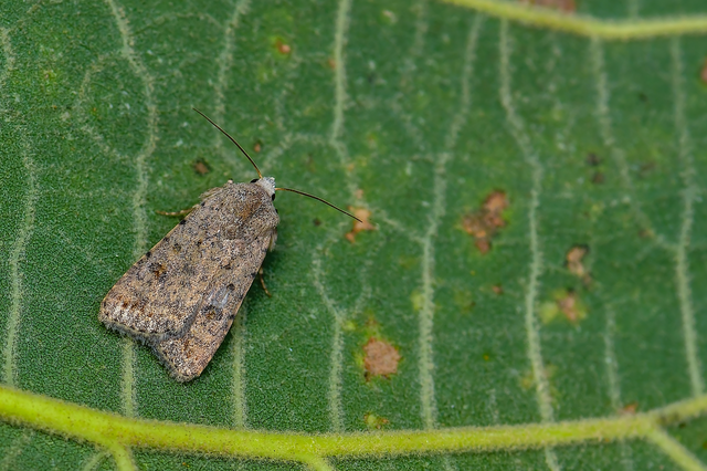 Paradrina clavipalpis - közönséges selymesbagoly