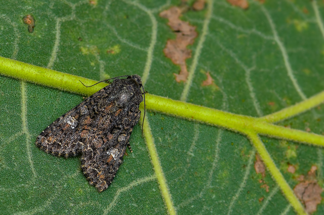Mamestra brassicae - káposztabagoly