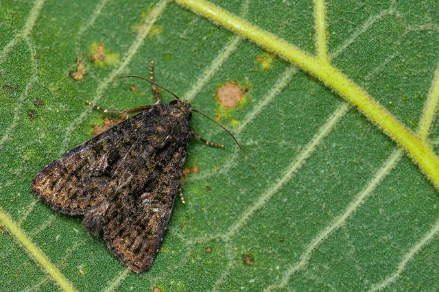 Anophia leucomelas - déli folyófűbagoly