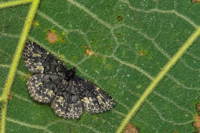 Phragmatobia fuliginosa - füstös medvelepke