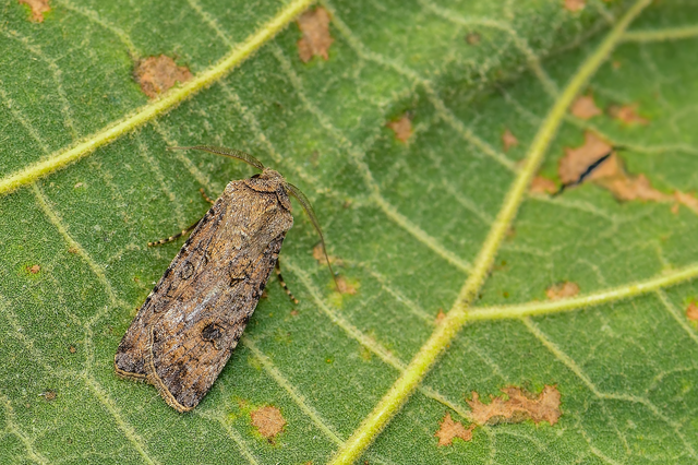 Agrotis segetum - vetési földibagoly