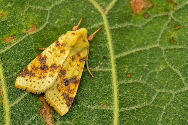 Cirrhia icteritia - nyárfa-sárgabagoly