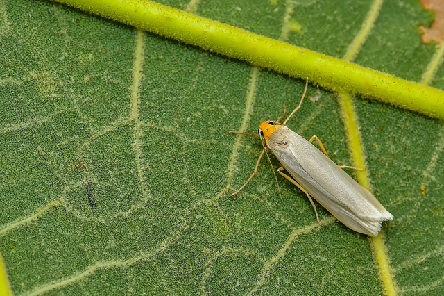 Eilema