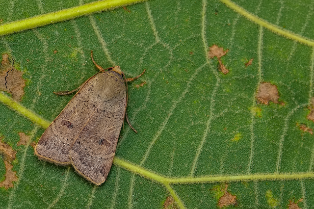 Noctua comes - kis sárgafűbagoly