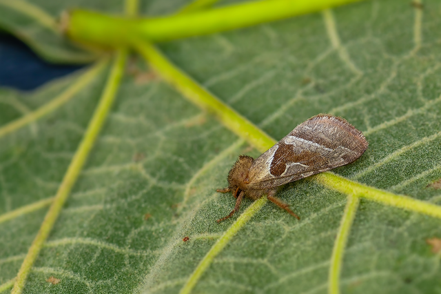 Triodia sylvina - kis gyökérrágólepke