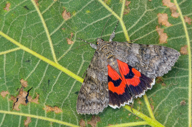Catocala nupta - piros övesbagoly