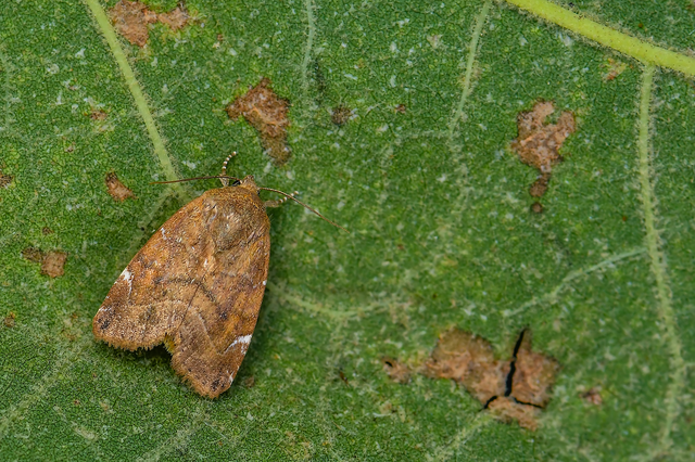 Cosmia affinis - barna lombbagoly