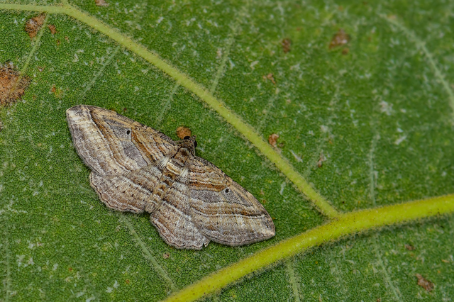 Costaconvexa polygrammata - soksávú araszoló