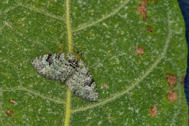 Chloroclystis v-ata - zöldes törpearaszoló