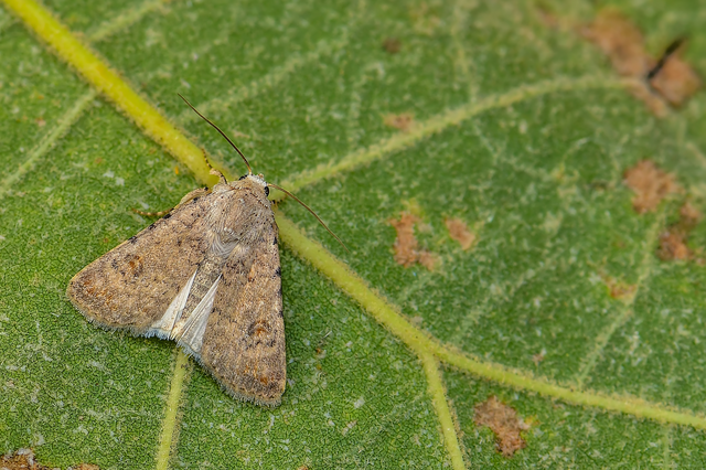 Paradrina clavipalpis - közönséges selymesbagoly