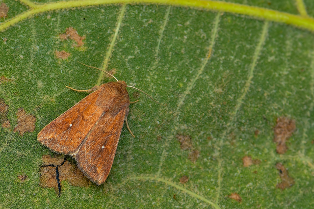 Mythimna albipuncta - fehérpettyes rétibagoly