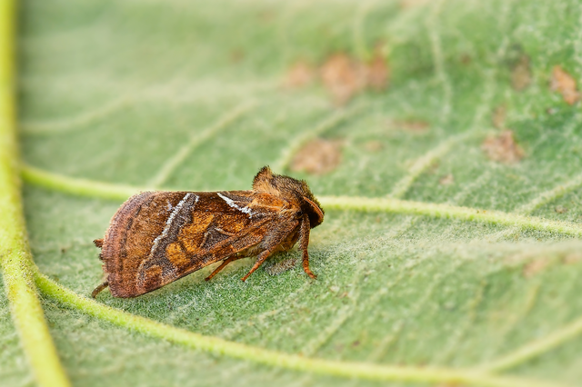 Triodia sylvina - kis gyökérrágólepke