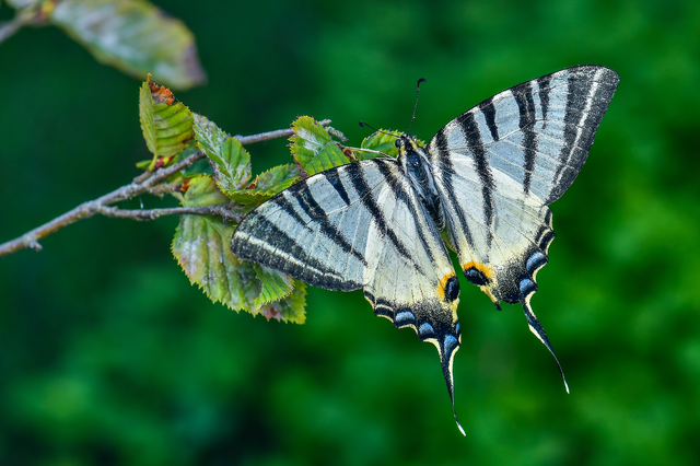 Iphiclides podalirius - kardoslepke