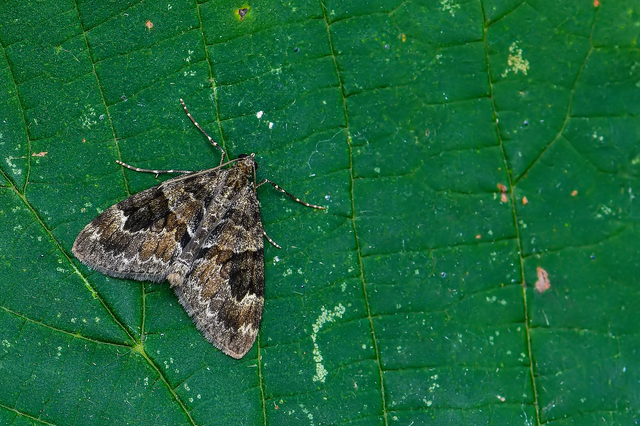 Thera variata/britannica