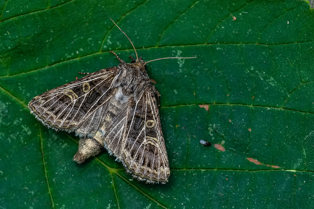 Tholera decimalis - közönséges fésűsbagoly