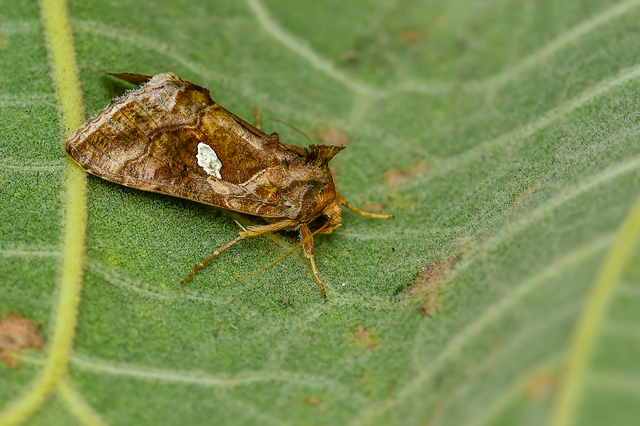 Chrysodeixis chalcites - déli aranybagoly
