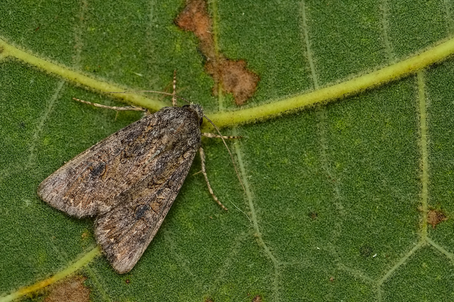 Hadula trifolii - lóherebagoly