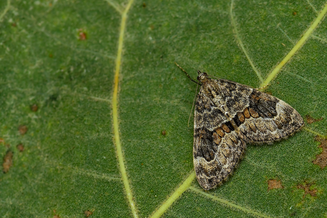 Thera variata/britannica