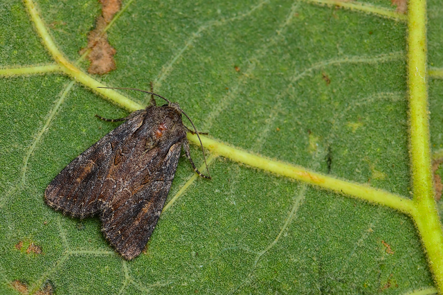 Lacanobia amurensis - homoki kertibagoly