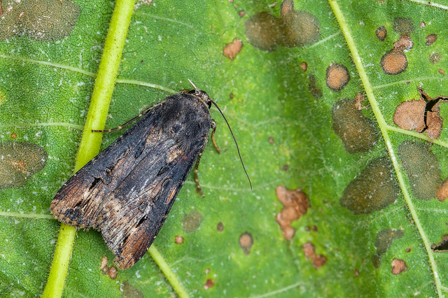 Agrotis ipsilon - nagy földibagoly