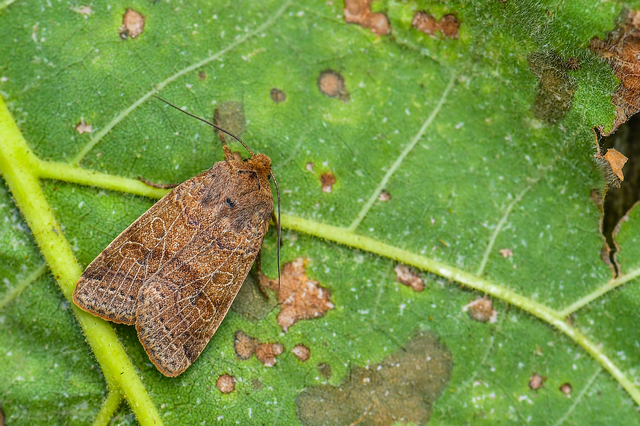 Anchoscelis nitida - rozsdabarna őszibagoly