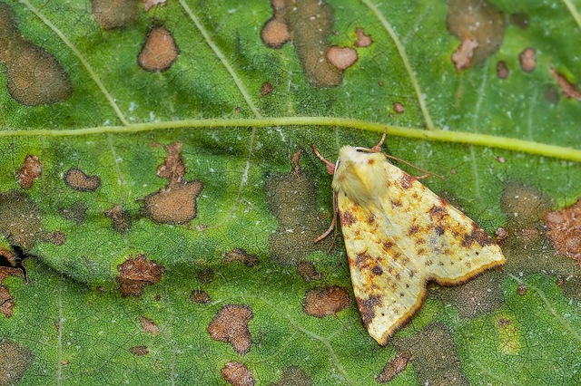 Cirrhia icteritia - nyárfa-sárgabagoly