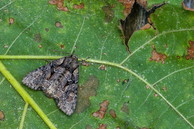 Lacanobia thalassina - borbolya-kertibagoly