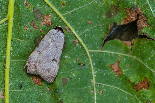 Lygephila craccae - gyakori csüdfűbagoly