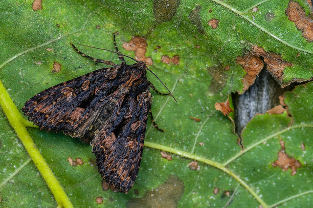 Blepharita satura - őszi porfírbagoly