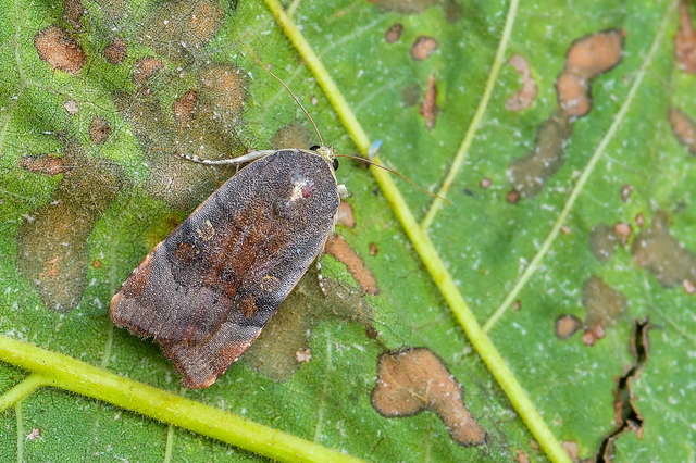 Noctua janthe/janthina